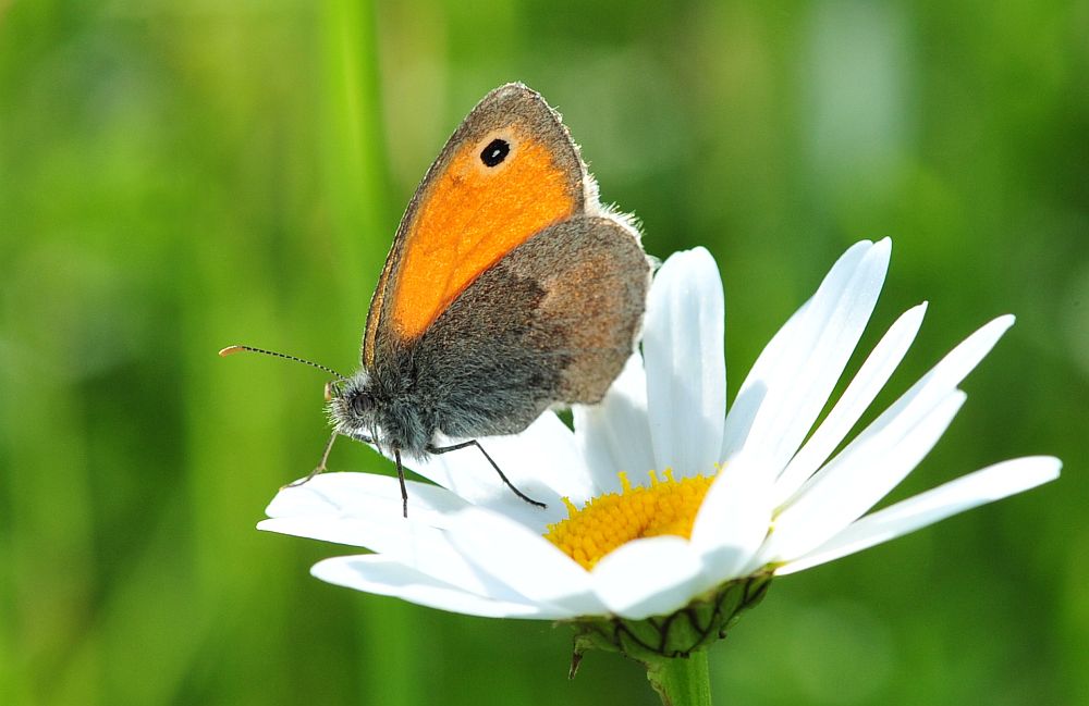 La vita in un fiore: terza parte